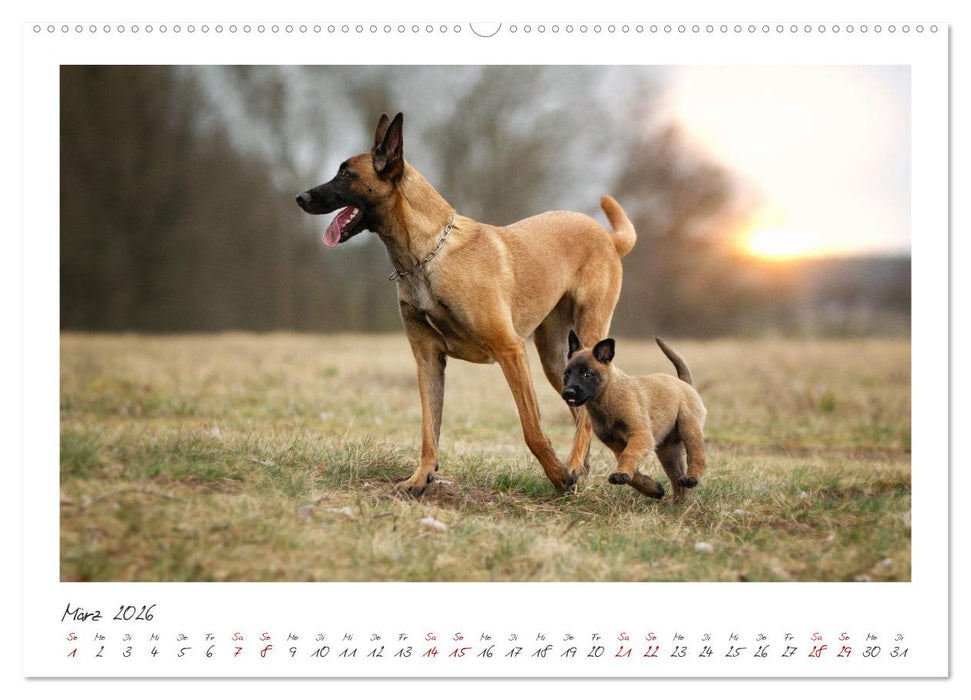 Mit dem Malinois durch das Jahr (CALVENDO Premium Wandkalender 2026)