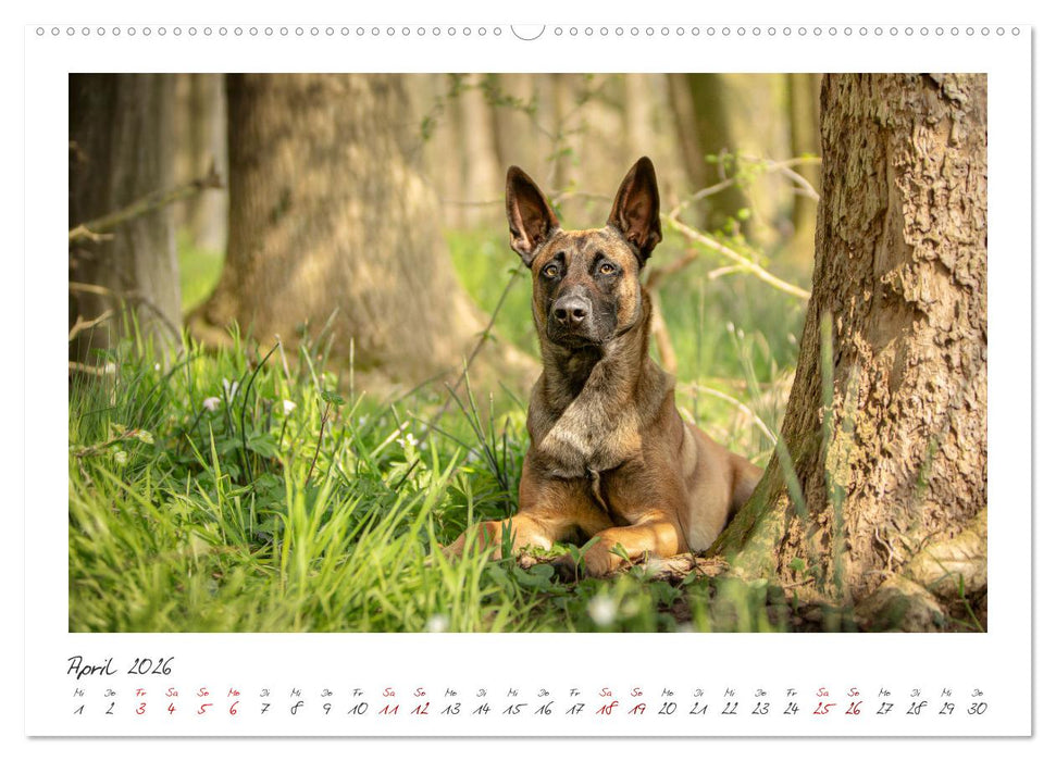 Mit dem Malinois durch das Jahr (CALVENDO Premium Wandkalender 2026)
