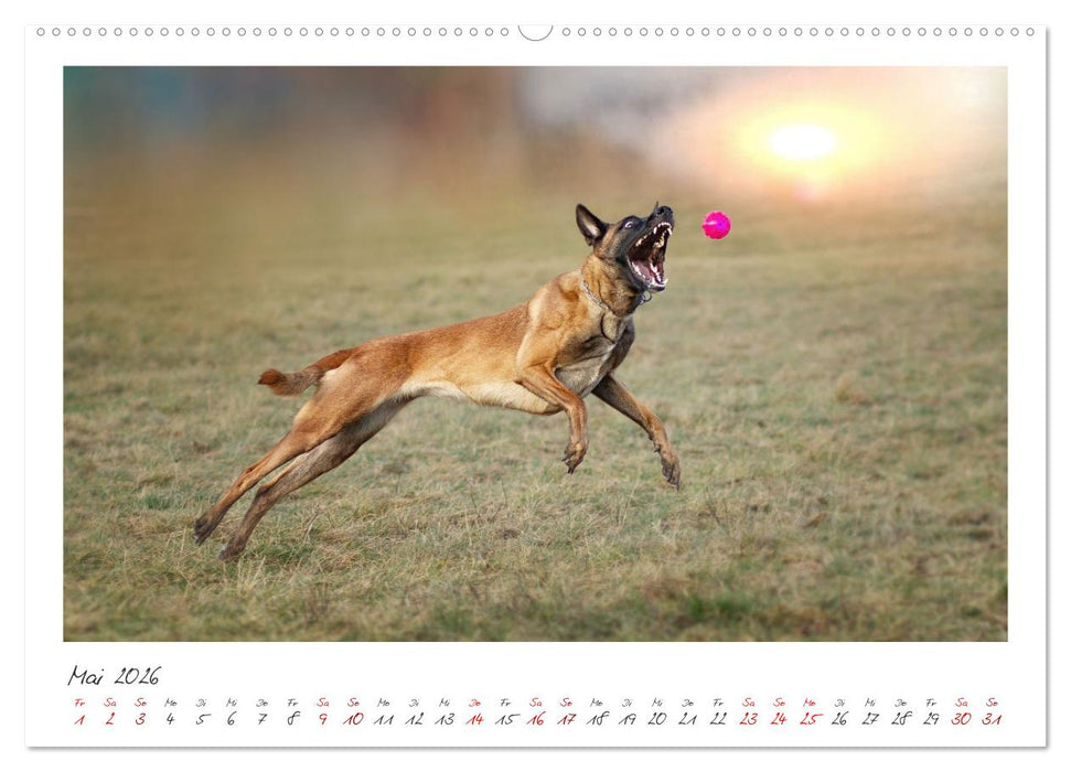 Mit dem Malinois durch das Jahr (CALVENDO Premium Wandkalender 2026)