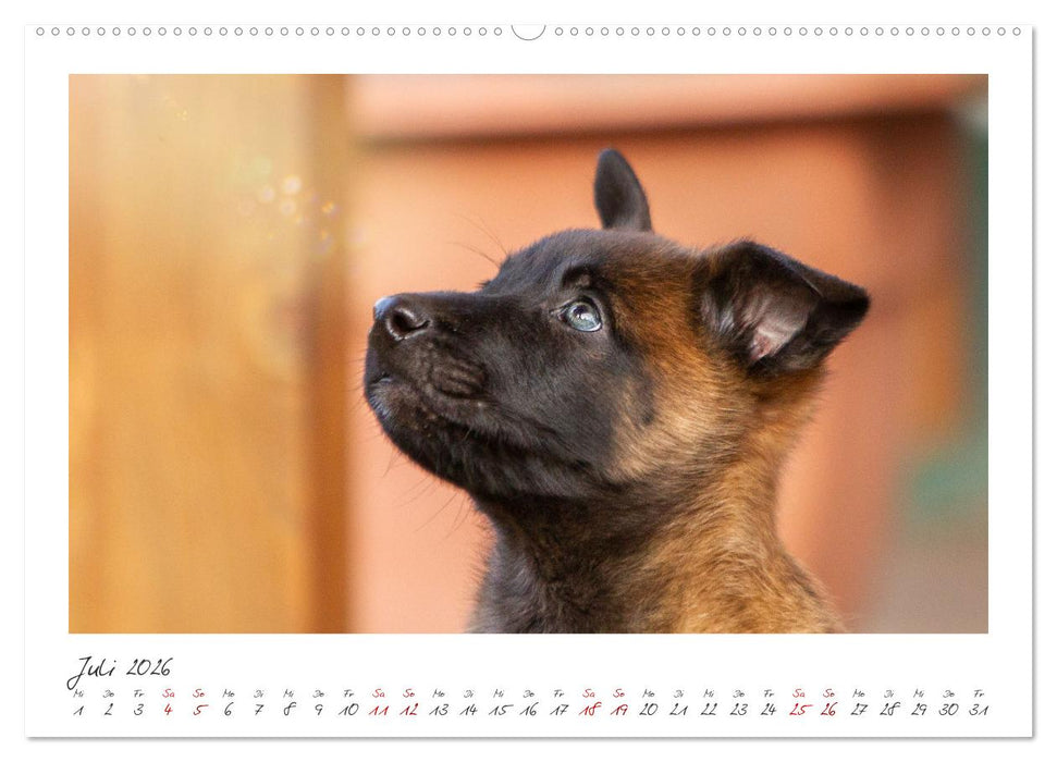 Mit dem Malinois durch das Jahr (CALVENDO Premium Wandkalender 2026)
