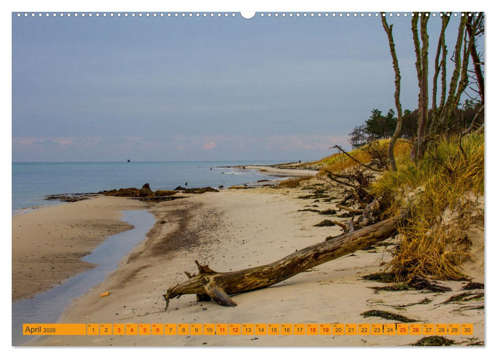 Wilder Darßer Weststrand (CALVENDO Premium Wandkalender 2026)