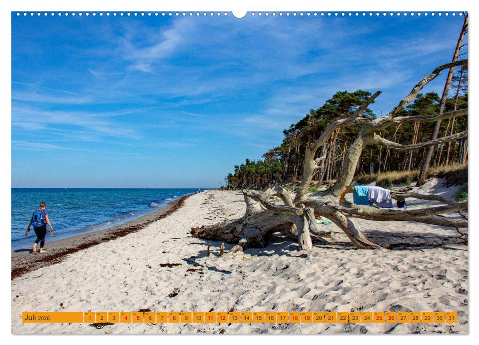 Wilder Darßer Weststrand (CALVENDO Premium Wandkalender 2026)