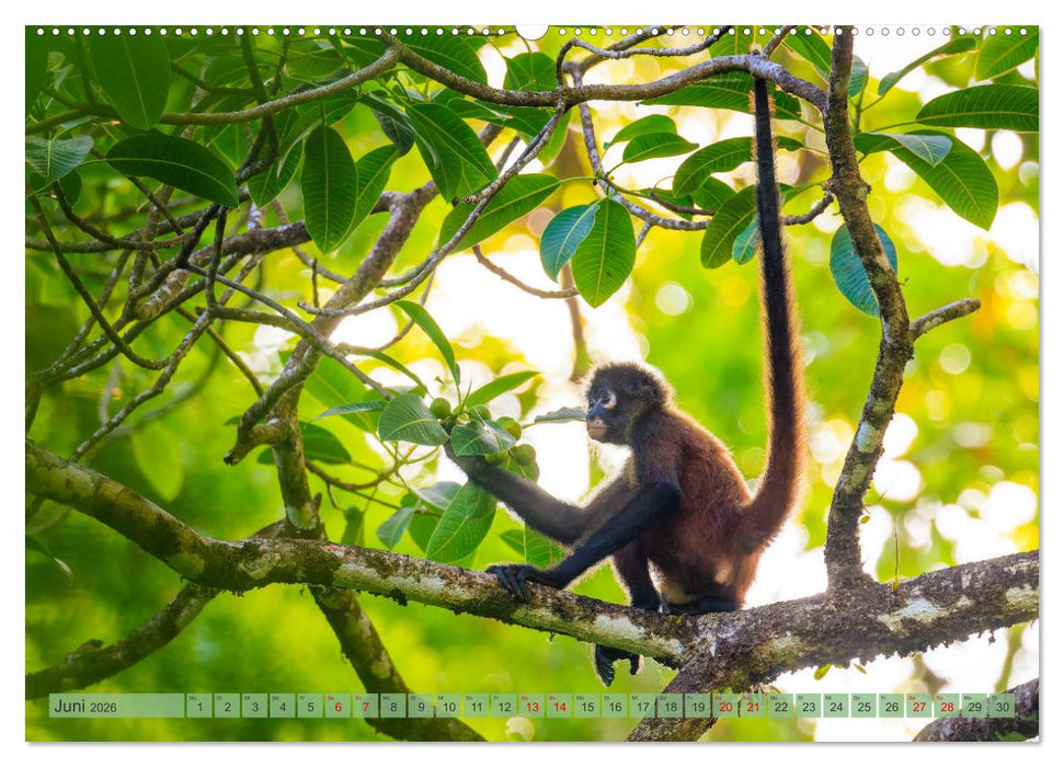 Tropenparadies zwischen Ozeanen Costa Rica (CALVENDO Premium Wandkalender 2026)