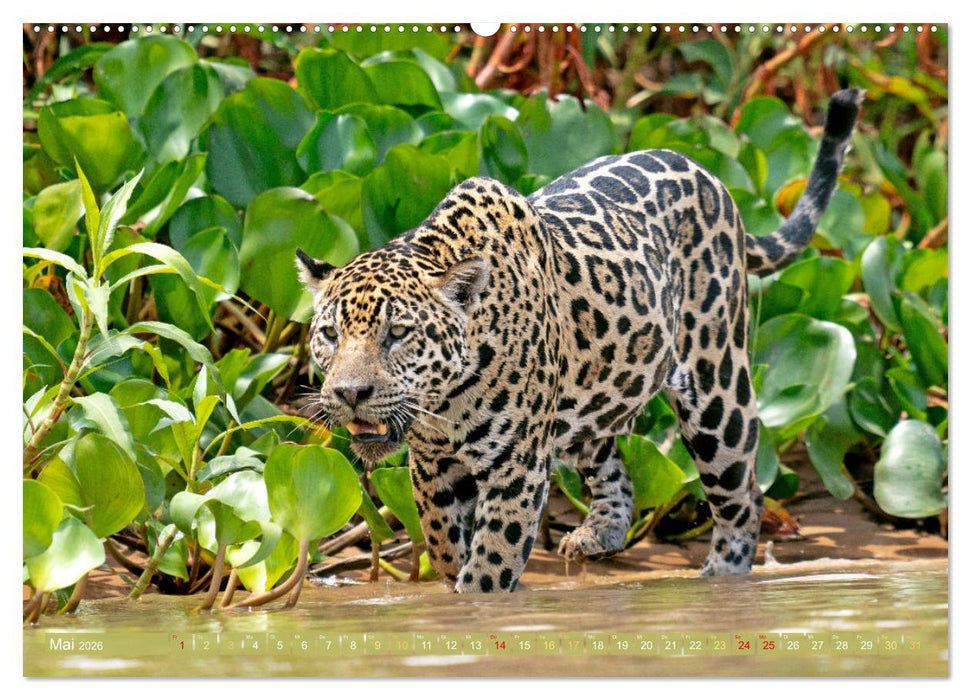 Der Amazonas: von den Anden zum Atlantik (CALVENDO Premium Wandkalender 2026)