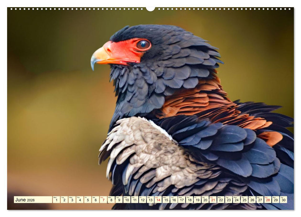 Africa's diverse birdlife (CALVENDO Monthly Calendar 2026)