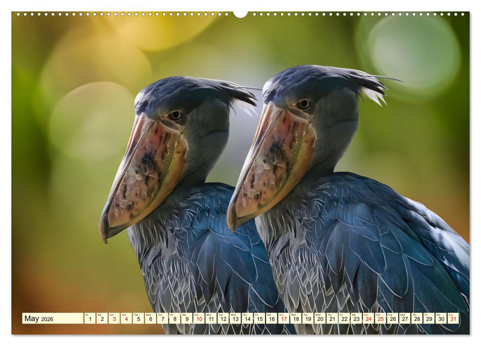 Africa's diverse birdlife (CALVENDO Premium-Calendar 2026)