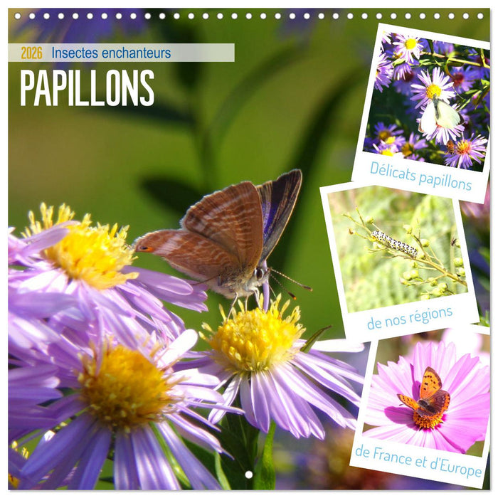 Délicats Papillons de nos régions, de France et d'Europe (CALVENDO Calendrier mensuel 2026)