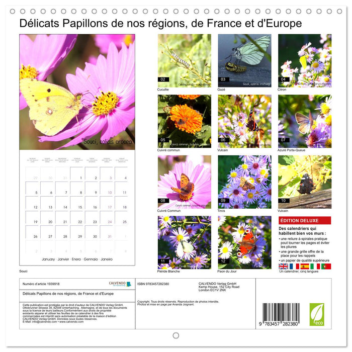 Délicats Papillons de nos régions, de France et d'Europe (CALVENDO Calendrier mensuel 2026)