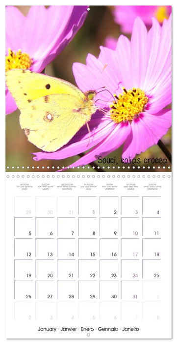 Délicats Papillons de nos régions, de France et d'Europe (CALVENDO Calendrier mensuel 2026)