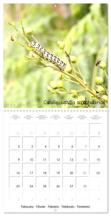 Délicats Papillons de nos régions, de France et d'Europe (CALVENDO Calendrier mensuel 2026)