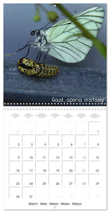 Délicats Papillons de nos régions, de France et d'Europe (CALVENDO Calendrier mensuel 2026)