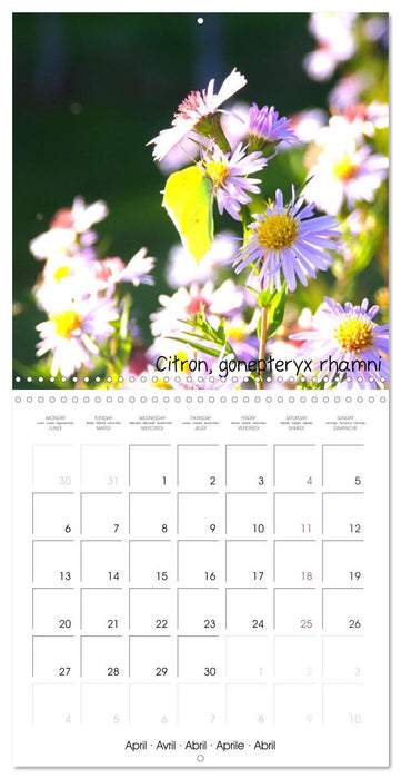 Délicats Papillons de nos régions, de France et d'Europe (CALVENDO Calendrier mensuel 2026)