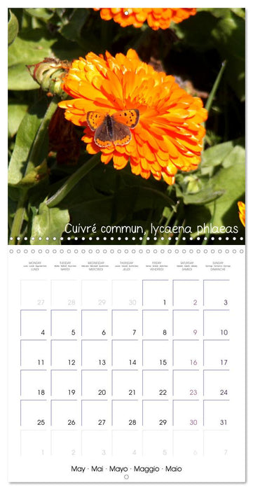 Délicats Papillons de nos régions, de France et d'Europe (CALVENDO Calendrier mensuel 2026)