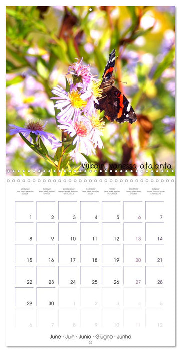 Délicats Papillons de nos régions, de France et d'Europe (CALVENDO Calendrier mensuel 2026)