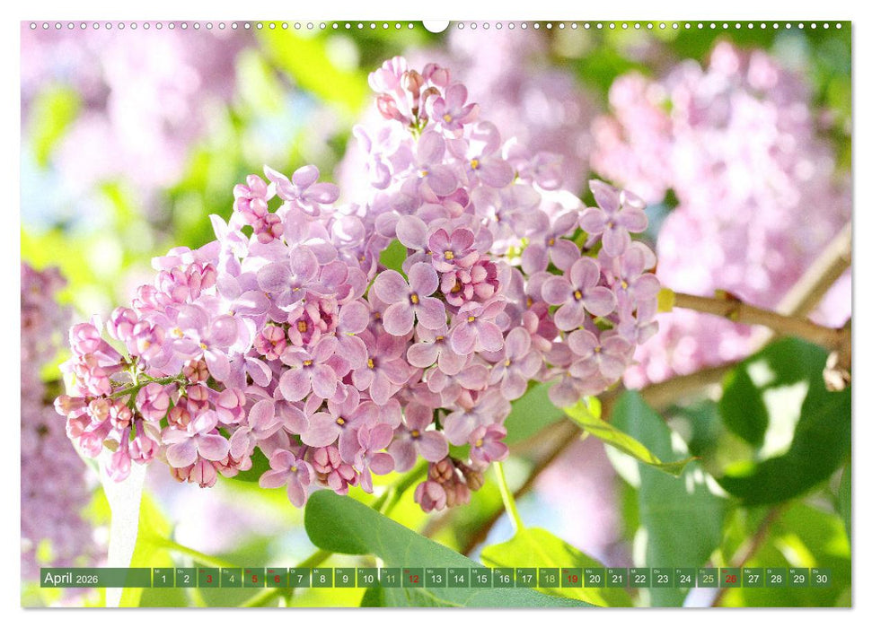 Im Reich der Blüten (CALVENDO Wandkalender 2026)