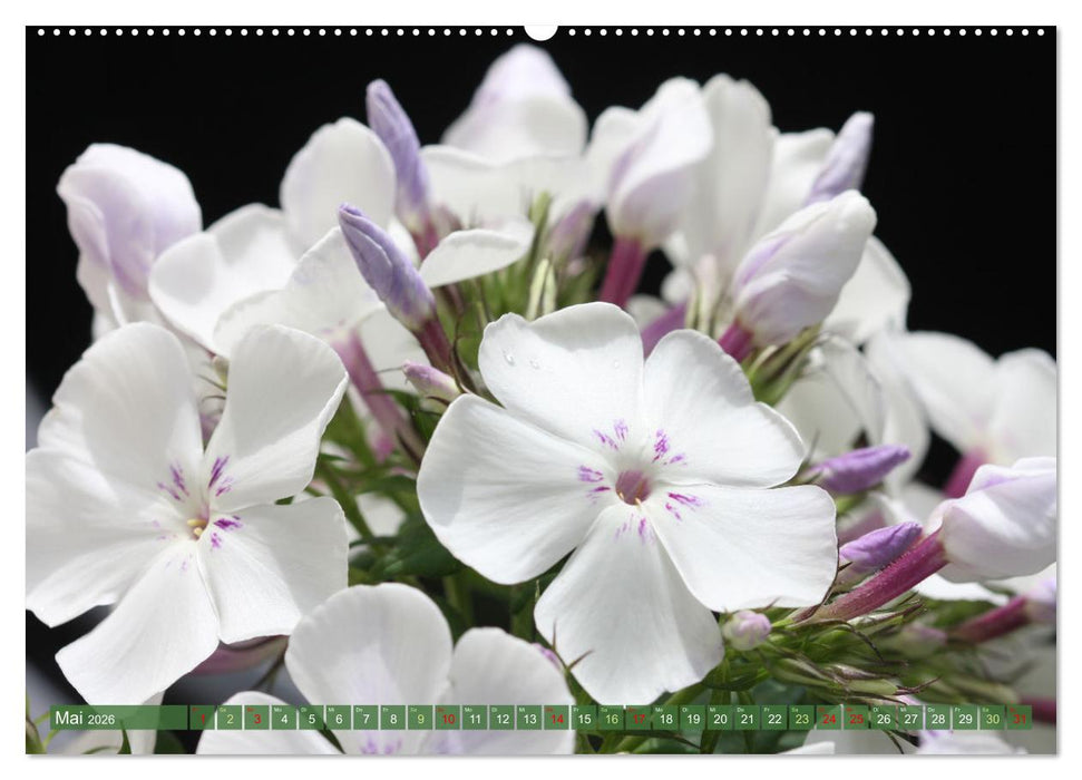 Im Reich der Blüten (CALVENDO Wandkalender 2026)