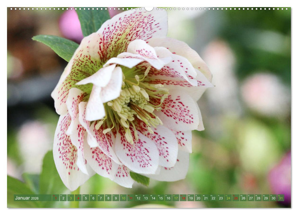 Blütenwunder - Mit Blumen durchs ganze Gartenjahr (CALVENDO Premium Wandkalender 2026)