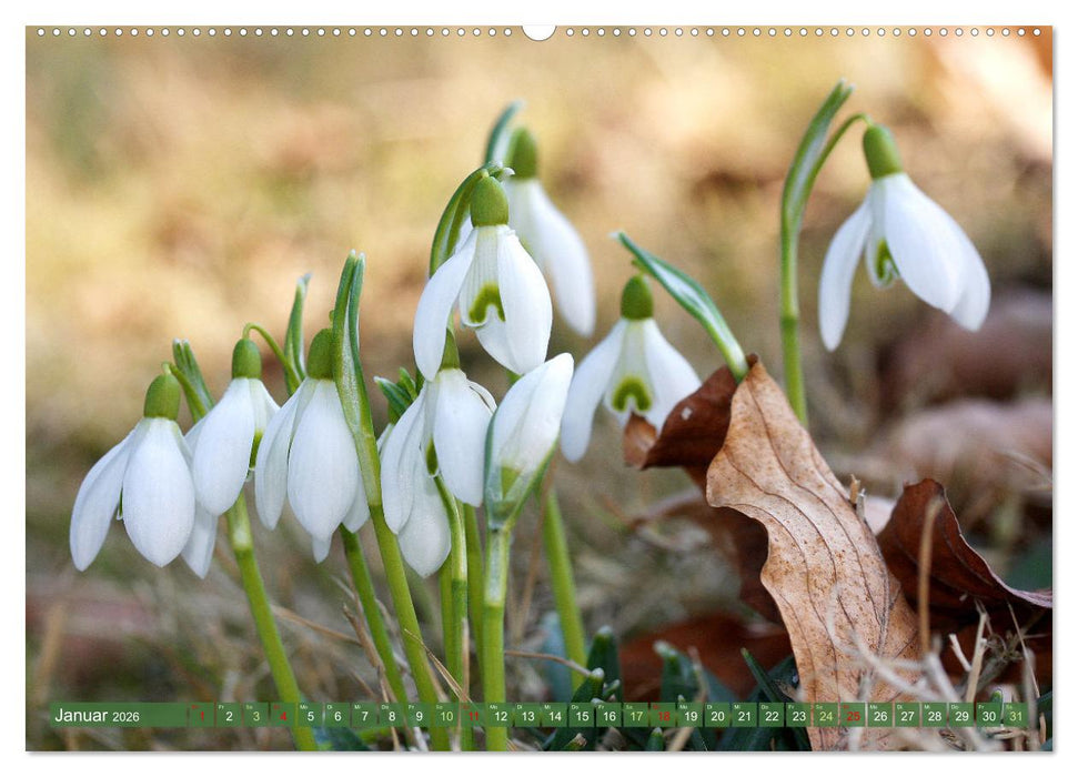 Im Reich der Blüten (CALVENDO Premium Wandkalender 2026)