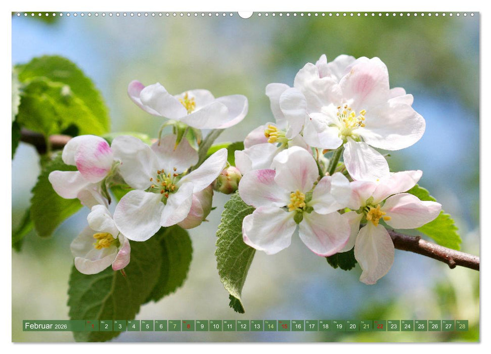 Im Reich der Blüten (CALVENDO Premium Wandkalender 2026)