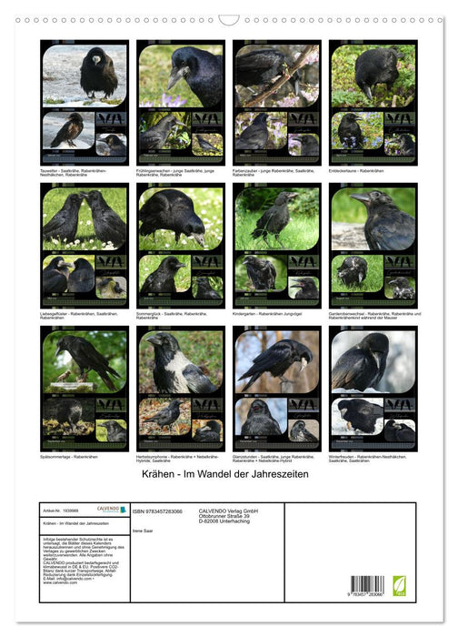 Krähen - Im Wandel der Jahreszeiten (CALVENDO Wandkalender 2026)
