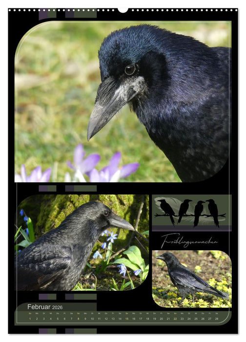 Krähen - Im Wandel der Jahreszeiten (CALVENDO Wandkalender 2026)