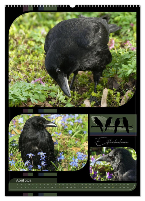 Krähen - Im Wandel der Jahreszeiten (CALVENDO Wandkalender 2026)