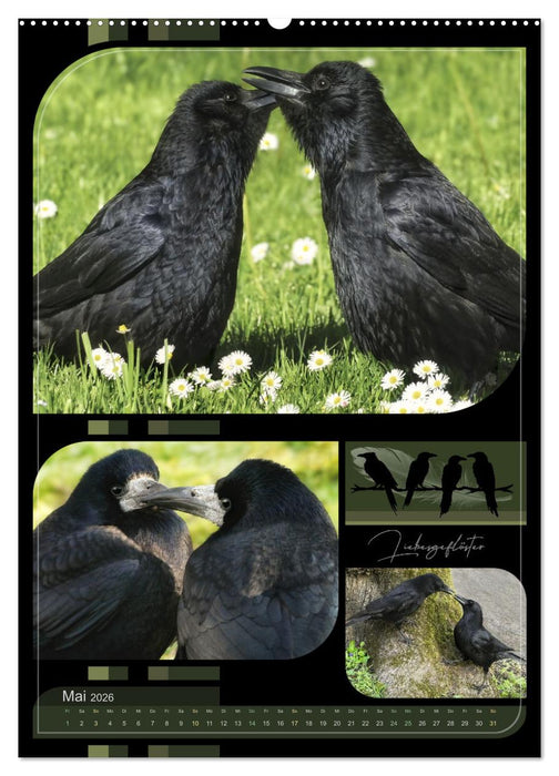 Krähen - Im Wandel der Jahreszeiten (CALVENDO Wandkalender 2026)