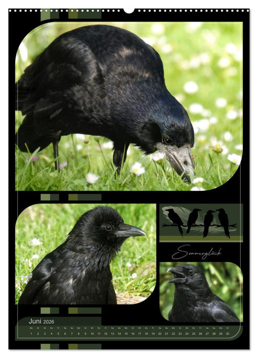 Krähen - Im Wandel der Jahreszeiten (CALVENDO Wandkalender 2026)