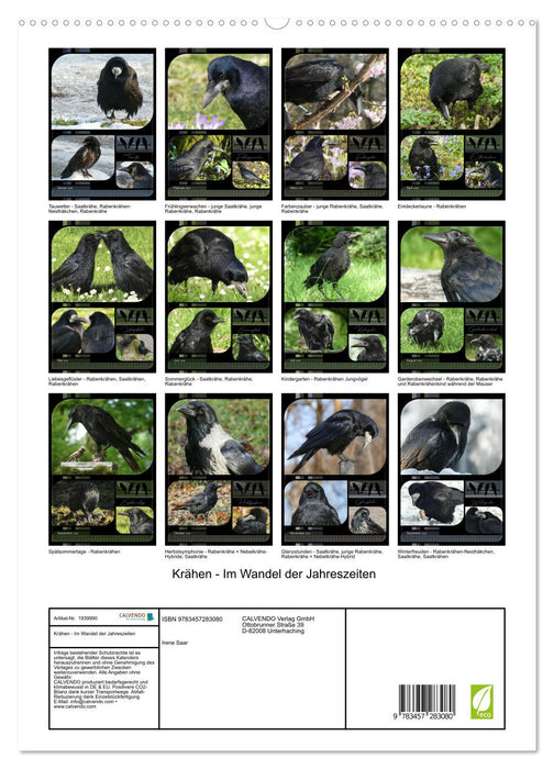 Krähen - Im Wandel der Jahreszeiten (CALVENDO Premium Wandkalender 2026)