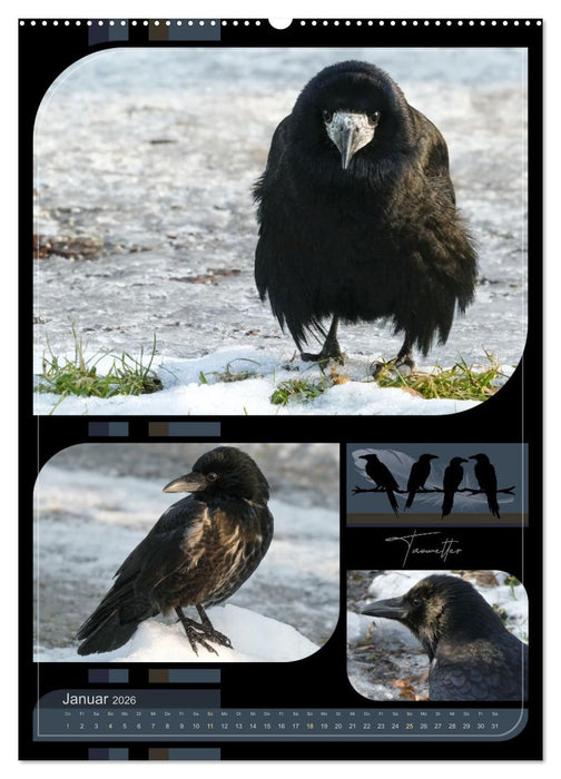 Krähen - Im Wandel der Jahreszeiten (CALVENDO Premium Wandkalender 2026)