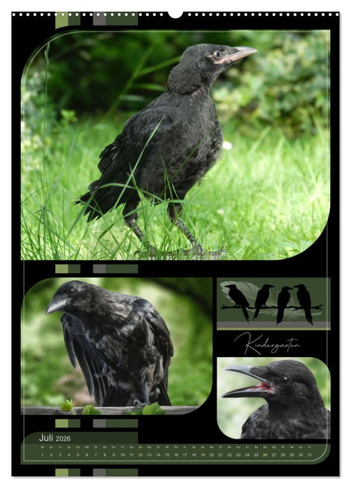 Krähen - Im Wandel der Jahreszeiten (CALVENDO Premium Wandkalender 2026)