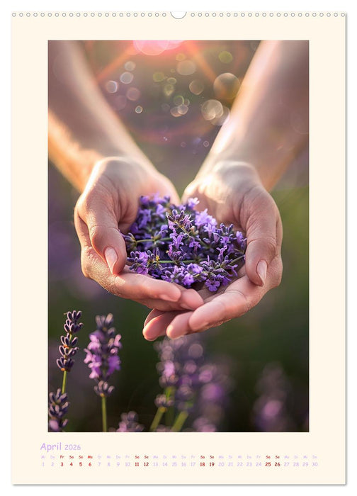 Lavendel (CALVENDO Premium Wandkalender 2026)
