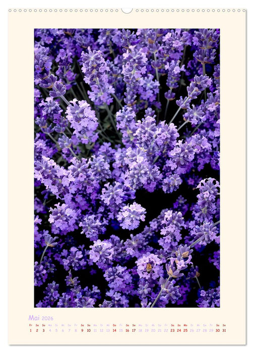 Lavendel (CALVENDO Premium Wandkalender 2026)