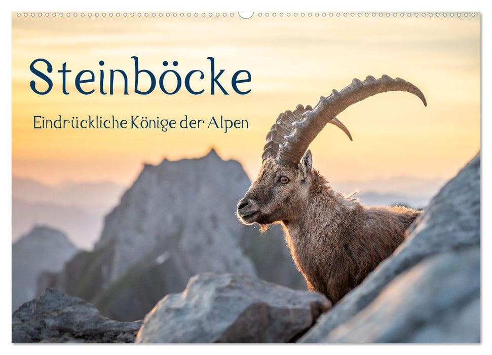 Steinböcke - Eindrückliche Könige der Alpen (CALVENDO Wandkalender 2026)