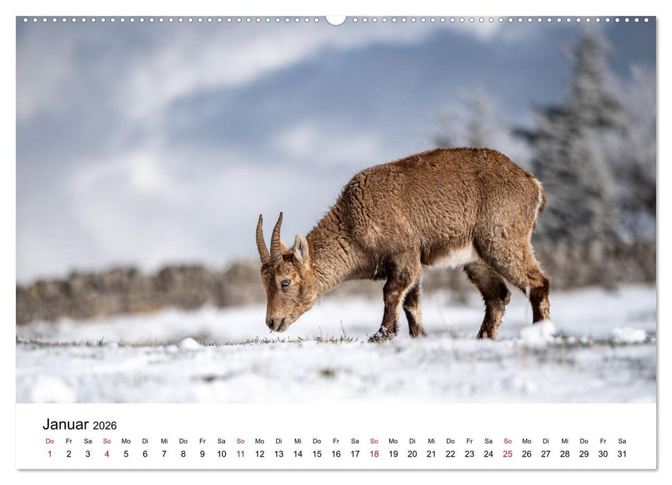 Steinböcke - Eindrückliche Könige der Alpen (CALVENDO Wandkalender 2026)