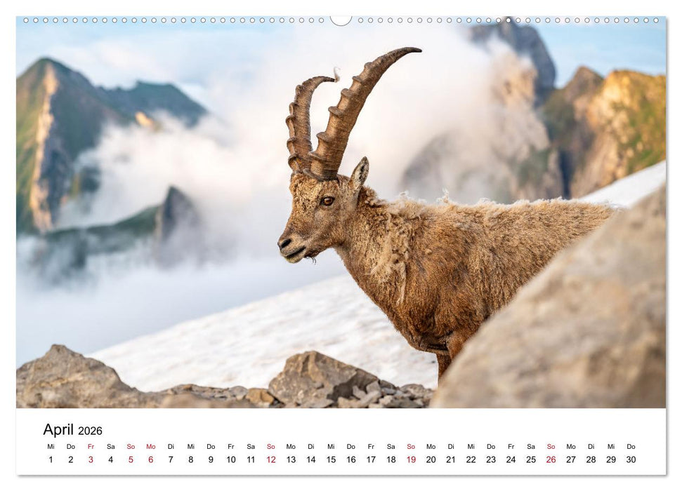 Steinböcke - Eindrückliche Könige der Alpen (CALVENDO Wandkalender 2026)