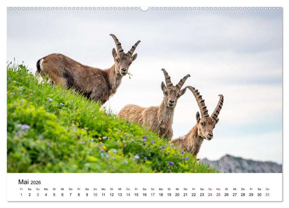Steinböcke - Eindrückliche Könige der Alpen (CALVENDO Wandkalender 2026)