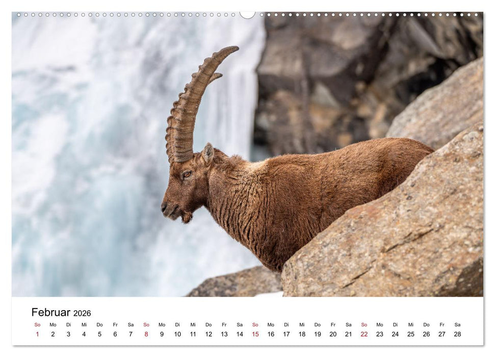 Steinböcke - Eindrückliche Könige der Alpen (CALVENDO Premium Wandkalender 2026)