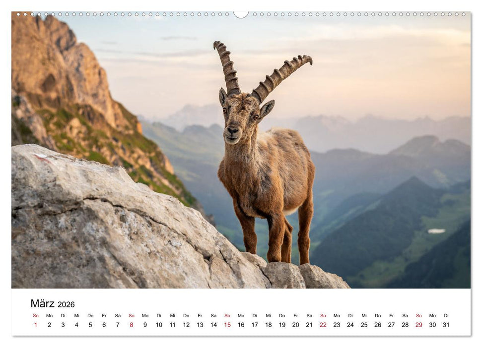 Steinböcke - Eindrückliche Könige der Alpen (CALVENDO Premium Wandkalender 2026)