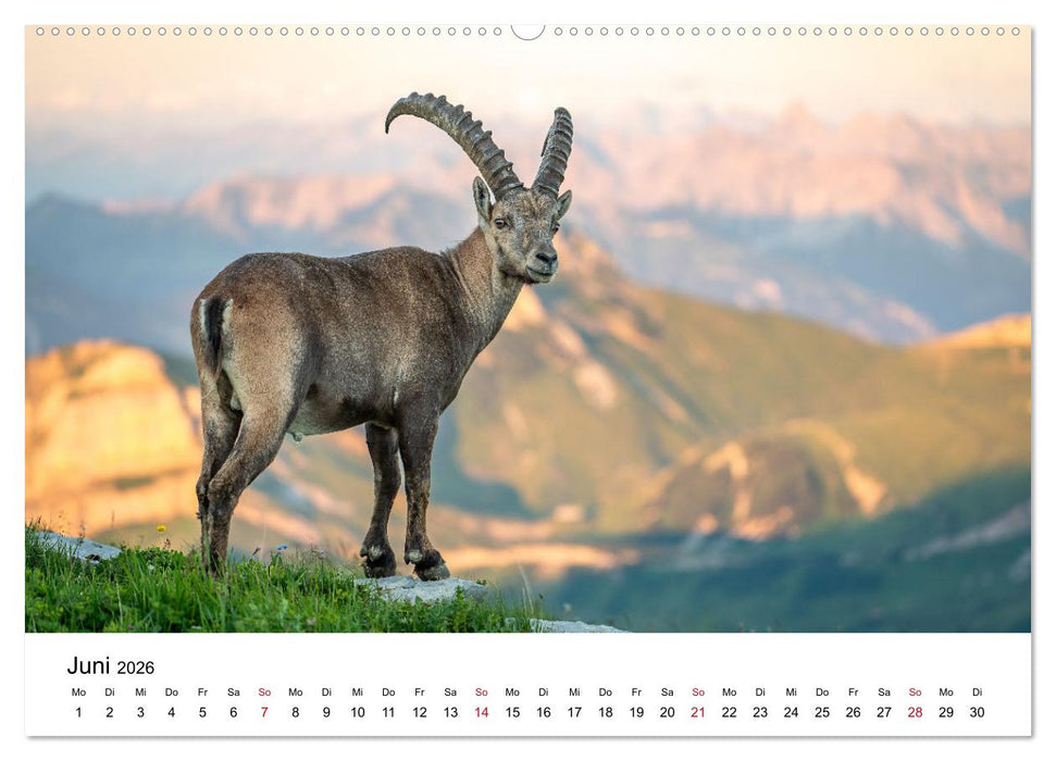 Steinböcke - Eindrückliche Könige der Alpen (CALVENDO Premium Wandkalender 2026)