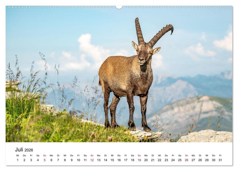 Steinböcke - Eindrückliche Könige der Alpen (CALVENDO Premium Wandkalender 2026)