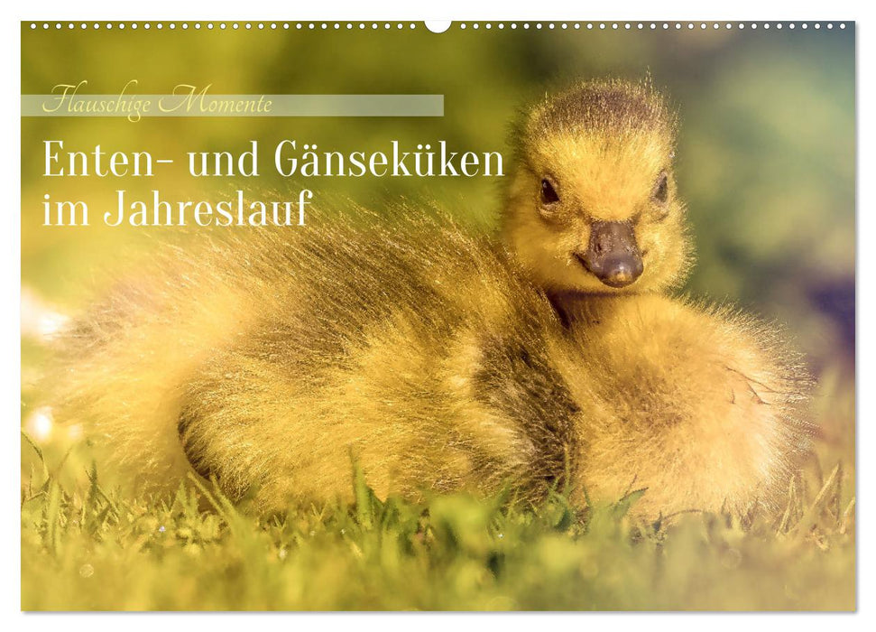 Flauschige Momente! Enten- und Gänseküken im Jahreslauf (CALVENDO Wandkalender 2026)