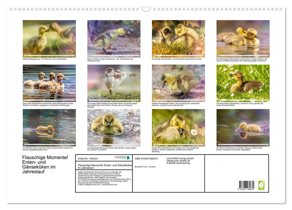 Flauschige Momente! Enten- und Gänseküken im Jahreslauf (CALVENDO Wandkalender 2026)