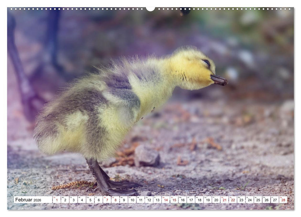 Flauschige Momente! Enten- und Gänseküken im Jahreslauf (CALVENDO Wandkalender 2026)