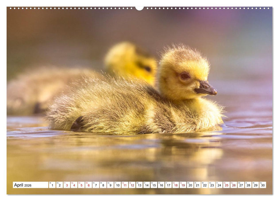 Flauschige Momente! Enten- und Gänseküken im Jahreslauf (CALVENDO Wandkalender 2026)