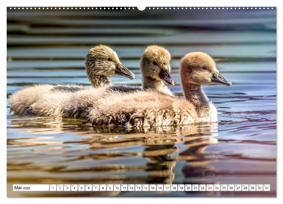 Flauschige Momente! Enten- und Gänseküken im Jahreslauf (CALVENDO Wandkalender 2026)