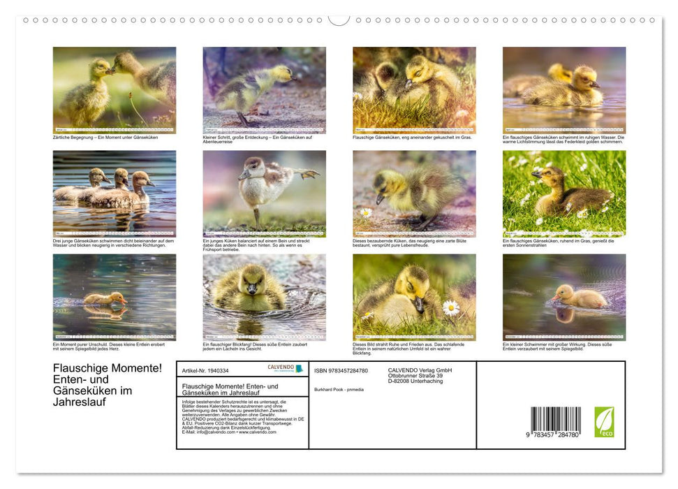 Flauschige Momente! Enten- und Gänseküken im Jahreslauf (CALVENDO Premium Wandkalender 2026)