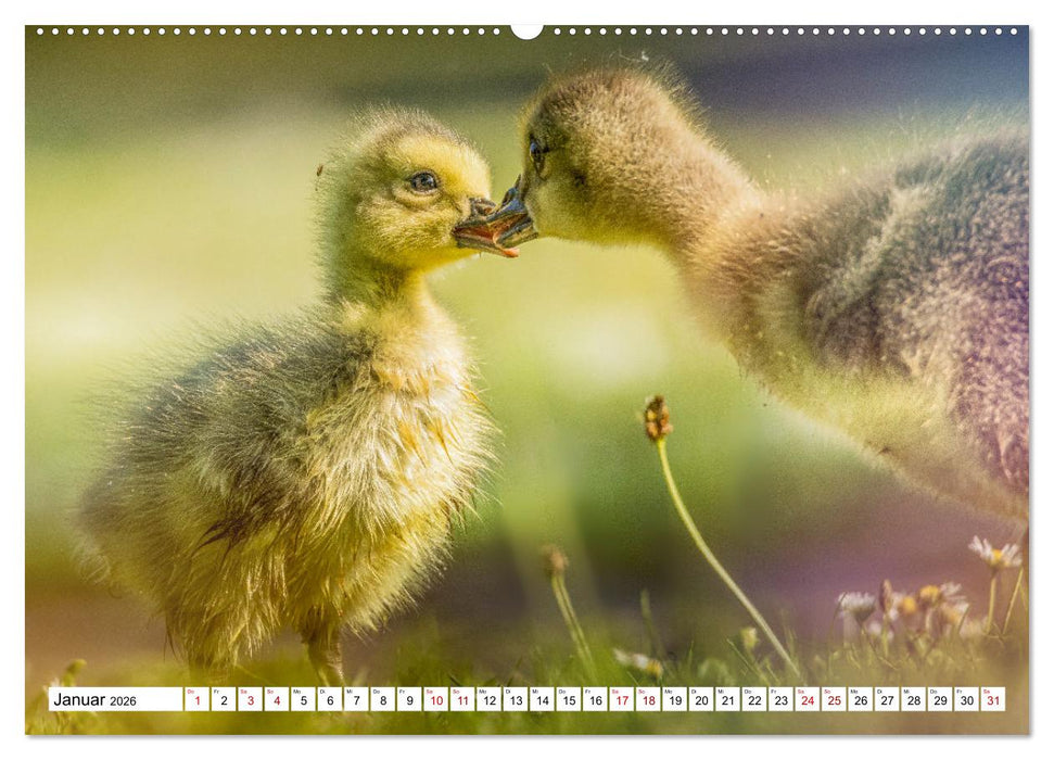 Flauschige Momente! Enten- und Gänseküken im Jahreslauf (CALVENDO Premium Wandkalender 2026)