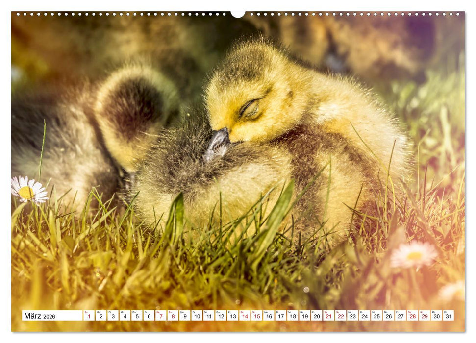 Flauschige Momente! Enten- und Gänseküken im Jahreslauf (CALVENDO Premium Wandkalender 2026)