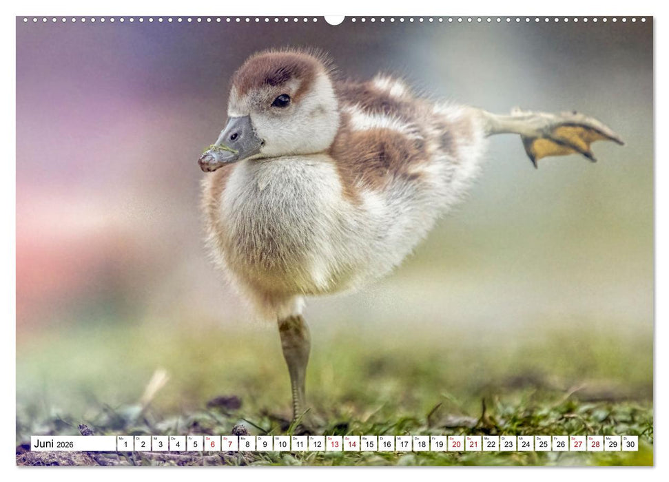 Flauschige Momente! Enten- und Gänseküken im Jahreslauf (CALVENDO Premium Wandkalender 2026)